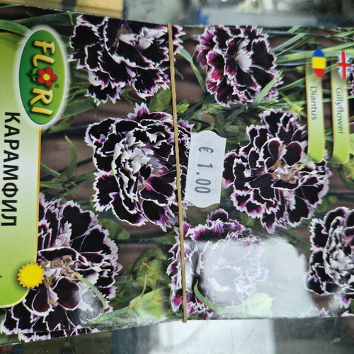 Petunia new seeds with great variety