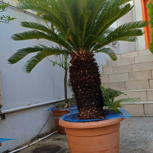Cycas Revoluta large plant like new, height 1.40 m, trunk circumference 80 cm