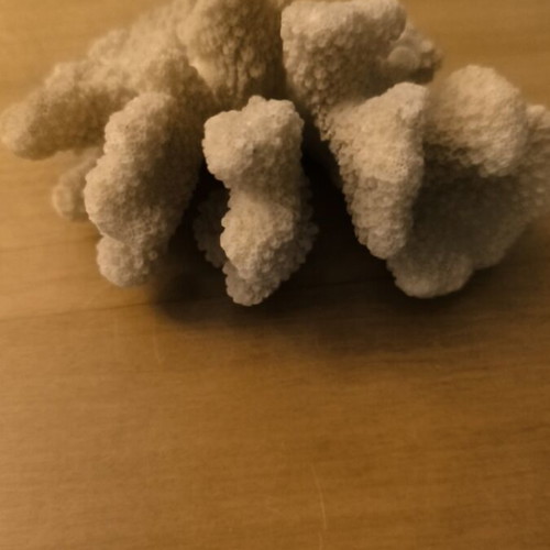 Cauliflower Coral used, natural beige for decoration or aquariums