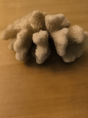 Cauliflower Coral used, natural beige for decoration or aquariums