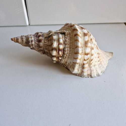 Triton shell large 23 cm like new