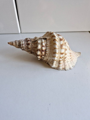 Triton shell large 23 cm like new