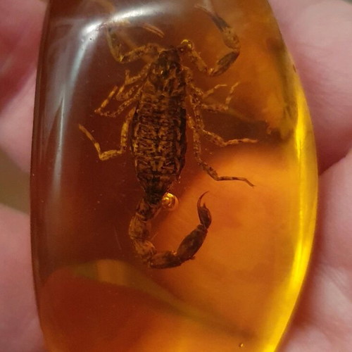 Decorative items with scorpion in resin, new, set of 2 pieces