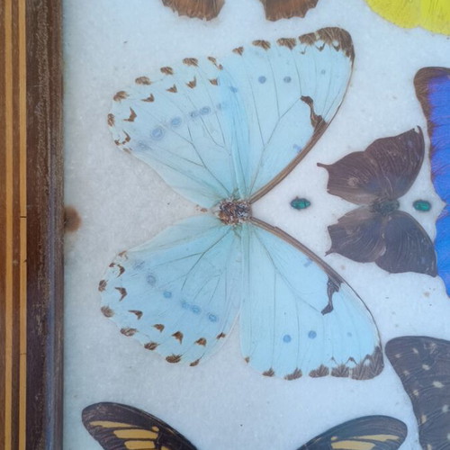 Vintage serving tray with butterfly collection used