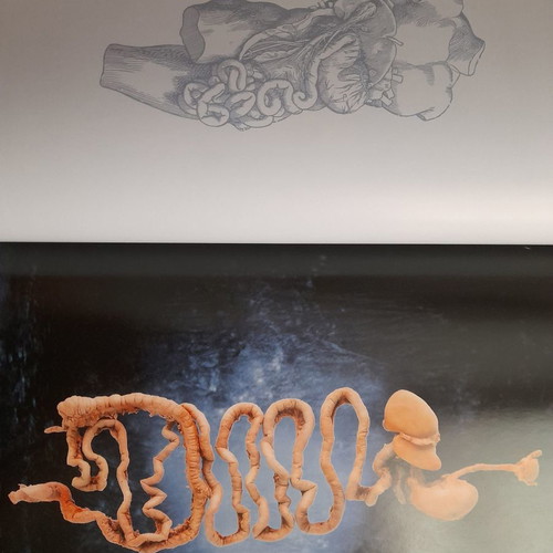 Körperwelten - Fascination Beneath the Surface used exhibition catalogue book