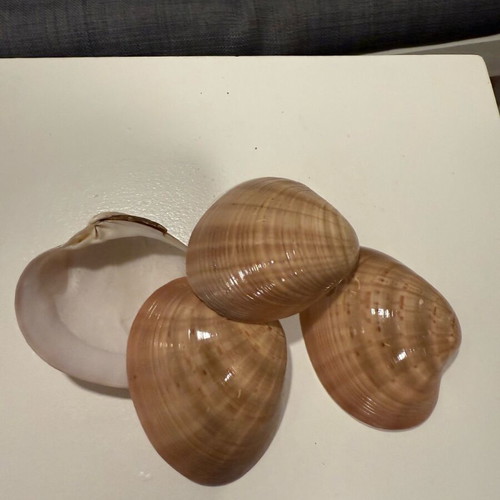 Seashells like new for decoration