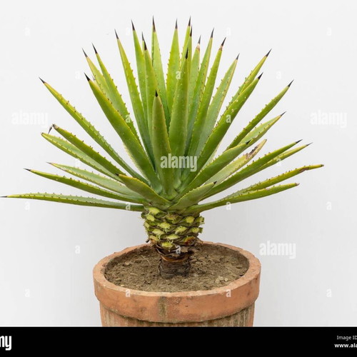Agave decipiens new young rooted plant -  12,00 - Vendora.cy