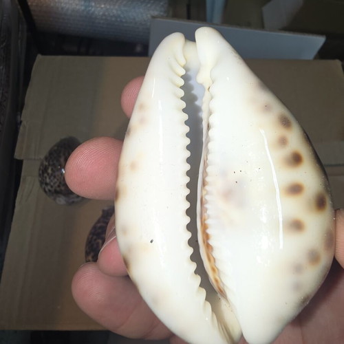 Tiger Cowrie Shells set of 5 like new