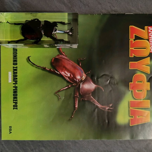 Real Insects Issue 34 used