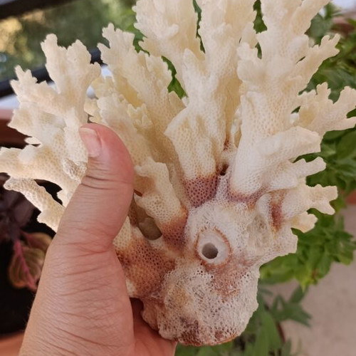 Vintage natural coral decoration 20×15 cm used, authentic