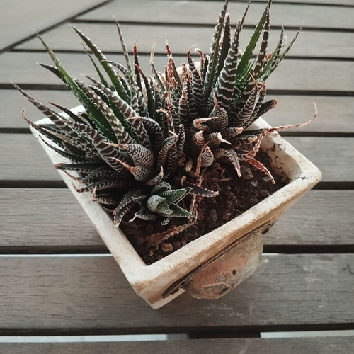 Haworthia plant in square ceramic pot new