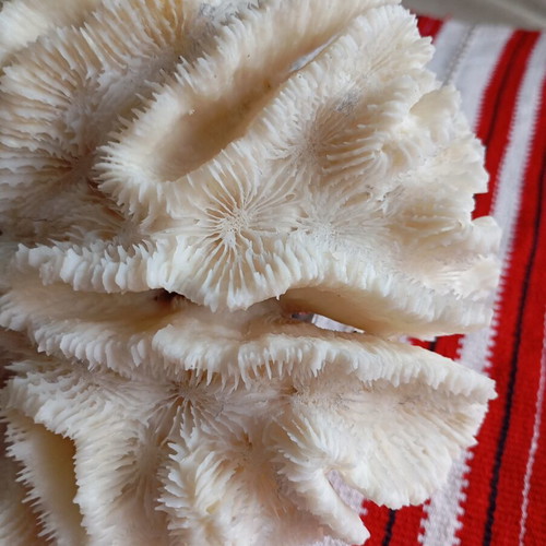 Natural white coral like new, 20×17 cm, 560g