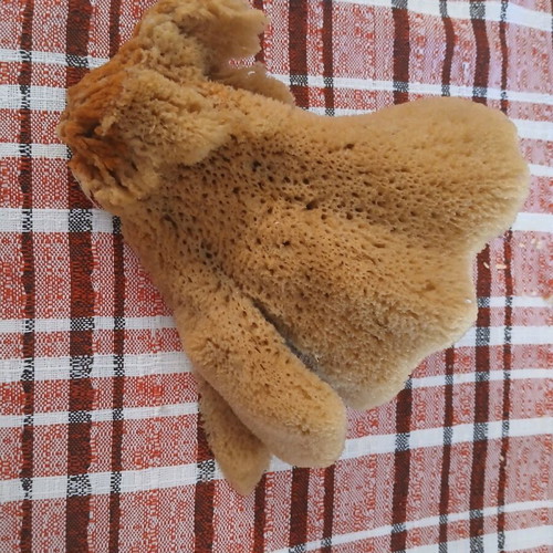 Sponge from Kalymnos new bath product