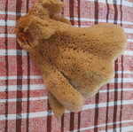 Sponge from Kalymnos new bath product