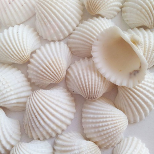 White seashells new, pack of 50 pieces