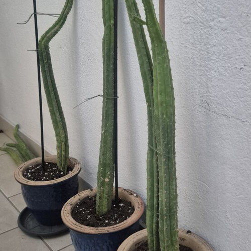 San Pedro cactus authentic, various sizes, new