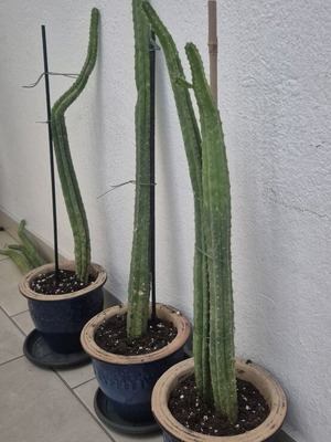 San Pedro cactus authentic, various sizes, new