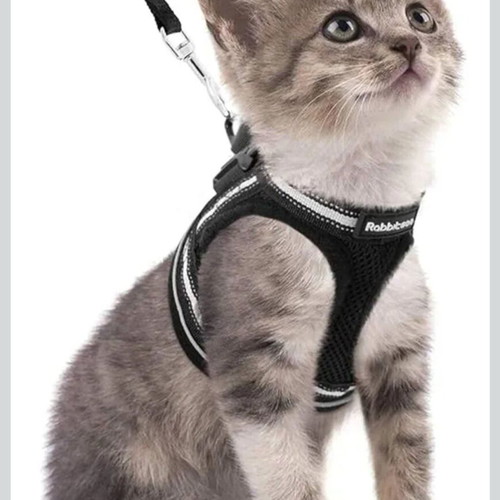 Black leash and harness set for small pets, new