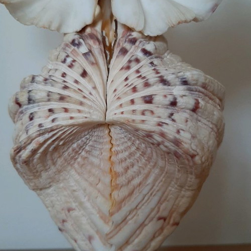 Decorative owl figurine made of large shells used