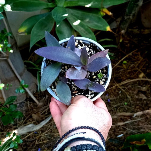 Tradescantia Pallida Purple Heart Plant