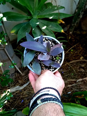 Tradescantia Pallida Purple Heart Plant