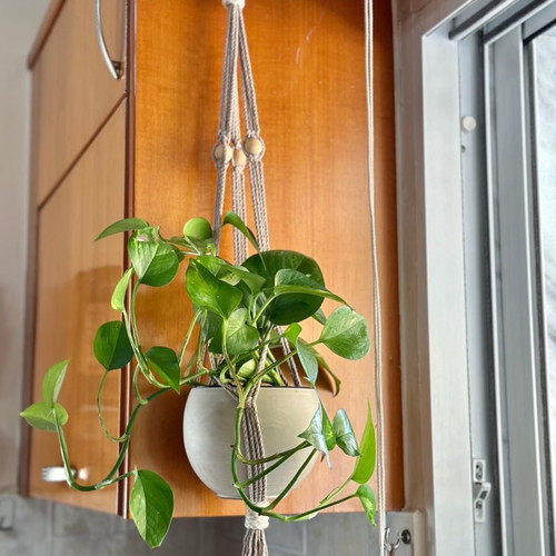 Handmade macrame plant hanger new