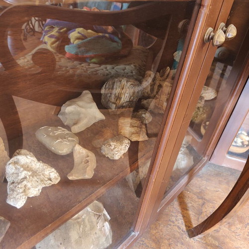 Showcase with seashells