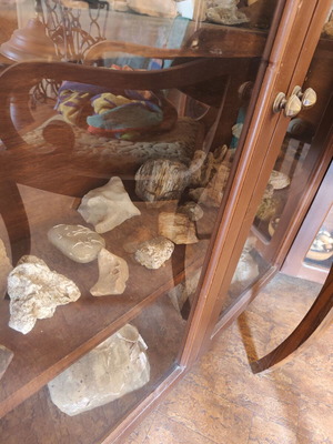 Showcase with seashells
