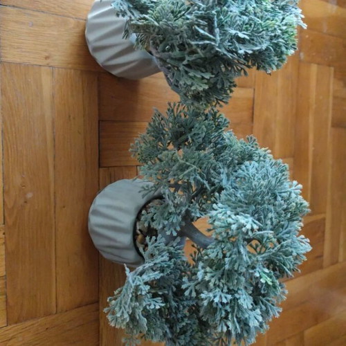 Decorative plants new, set of 2 in clay pots