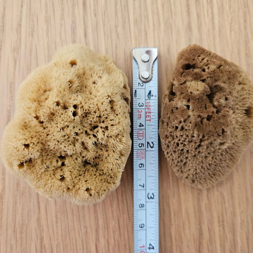 Natural sponges new, pack of 7 small, ideal for face