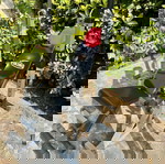 Комплект стойки Viking BR-51 и пейка за фитнес Viking BR-42 Easy Fold употребявани, в добро състояние