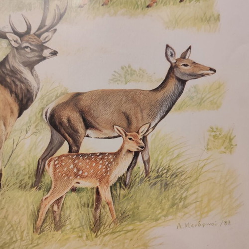 Engravings with animals and birds from Greek fauna new