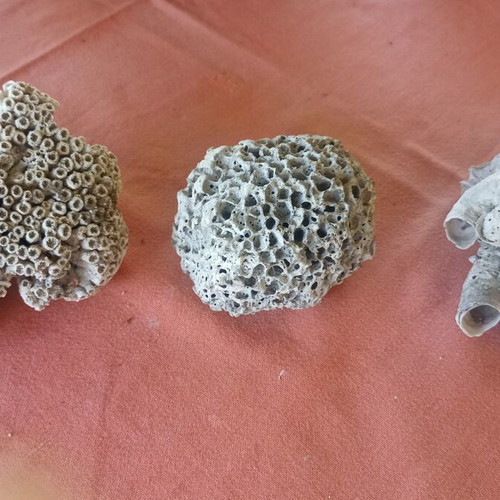 Set of 3 Authentic Marine Decor Corals
