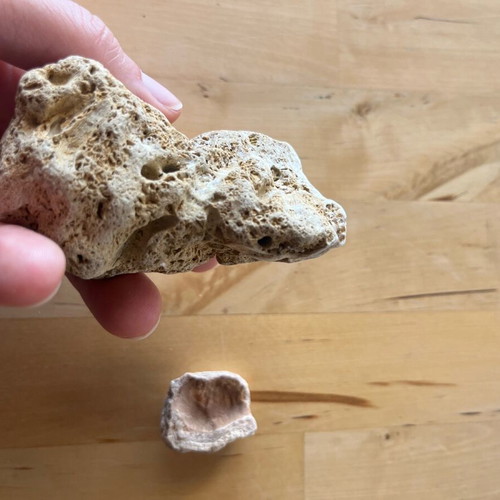Abia Messinia shell and stone fossil refurbished