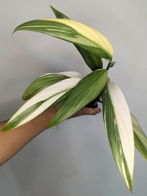 Epipremnum amplissimum φυλλώματα βαρύγατα