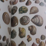 Shells & Corals book by Albertus Seba, Taschen edition, English