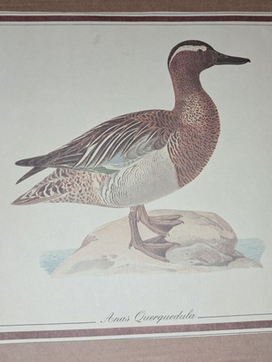 Vintage bird print duck hunting used for frame