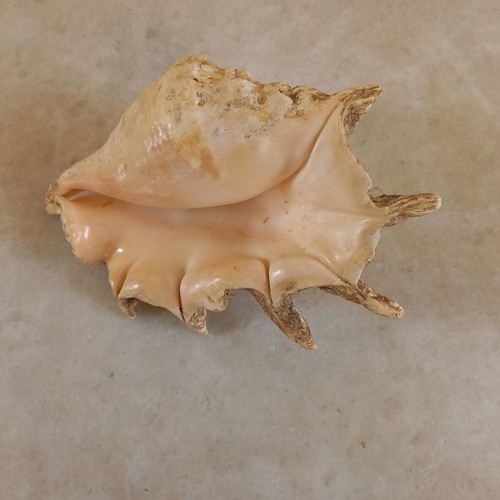 Natural shell used, 24 centimeters long