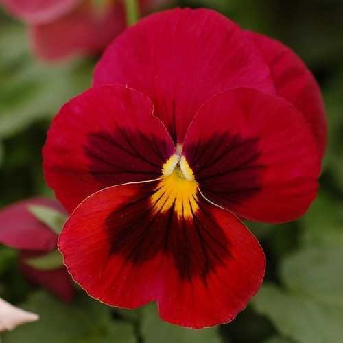 Viola Pansy flower seeds, pack of 20, multicolored ornamental plant