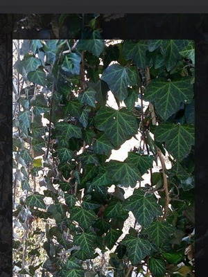 Ivy Root Cutting new, 30-40 cm with aerial roots