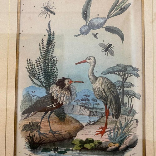 Antique 1856 Engraving like new with birds and insects