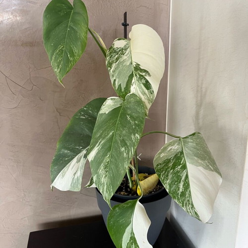 monstera deliciosa berlin Monstera deliciosa Mint variegata – Rarität kaufen main image 0