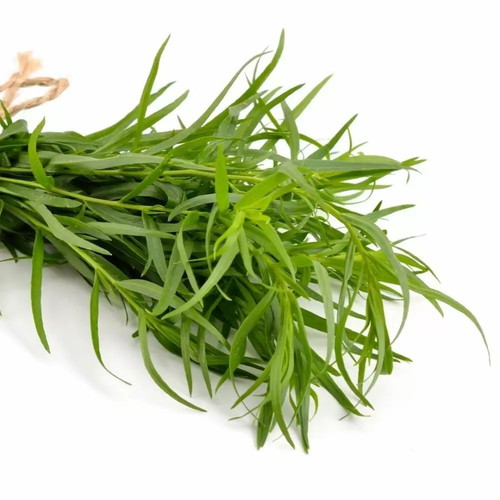French Tarragon Leaves new aromatic herb