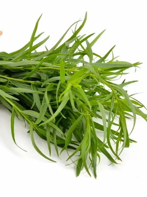 French Tarragon Leaves new aromatic herb