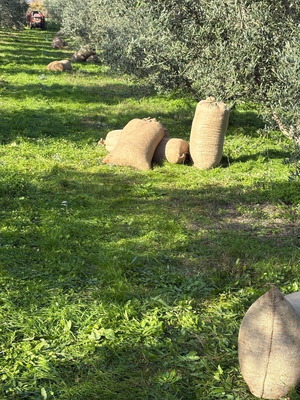 Λάδι έξτρα παρθένο ψυχρής και θερμής έκθλιψης καινούργιο