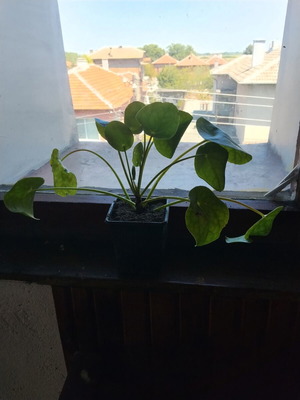 Πίλεα Pilea peperomioides φυτό εσωτερικού χώρου σαν καινούργιο, κινέζικο φυτό χρημάτων