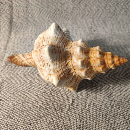 Fasciolaria Trapezium seashell like new, 17x8x11cm