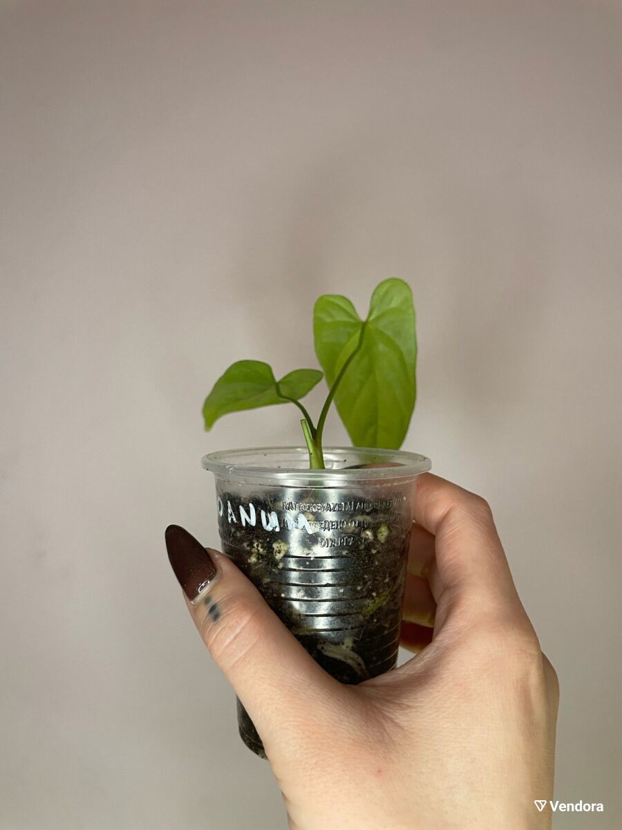 Anthurium Balaoanum new indoor plant -  7,00 - Vendora.cy