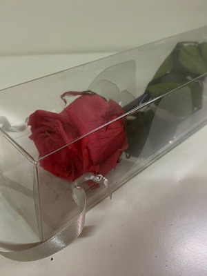 Preserved everlasting rose 56cm height 7cm diameter new