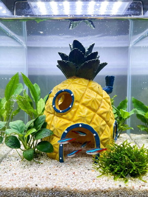 Aquarium decoration SpongeBob pineapple house like new